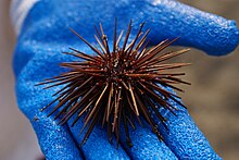 220px-Sea_Urchin.JPG