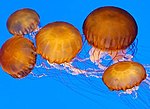 Miniatura per Cnidaria