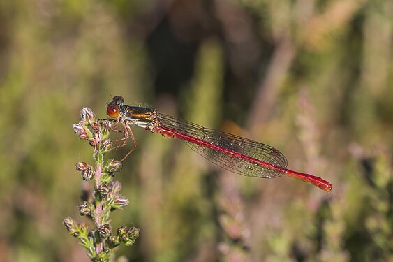 Small red damselfly by Charles J. Sharp