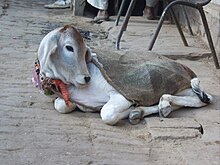 A cow resting on a street in Vrindavan, India, free to wander around Surabhi Cow Vrindavan.jpg