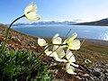 Papaver dahlianum (Svalbard)