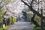 「桜並木通」の桜並木 （2021年（令和3年）3月）