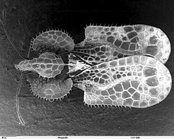 Membro da família Tingidae (imagem obtida por microscópio electrónico).