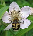 Gebänderter Pinselkäfer (Trichius fasciatus)