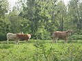 Vaches nantaises à Saint-Nicolas-de-Redon