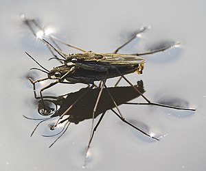 Water striders using water surface tension whe...