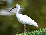 white ibis