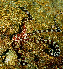 Description de l'image Wunderpus photogenicus.jpg.