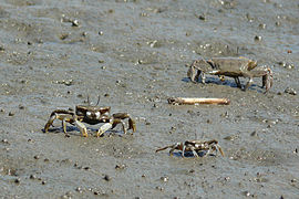 Macrophthalmus japonicus (Macrophthalmidae)