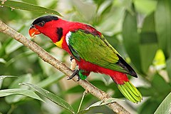 Description de l'image Yellow-bibbed-Lory.jpg.