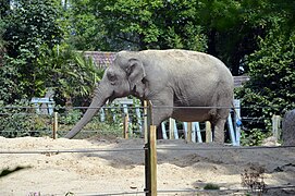 Jena - Éléphant d'Asie.