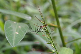 Neriene longipedella