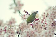 北の丸公園の梅の花