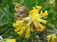 Anthyllis vulneraria