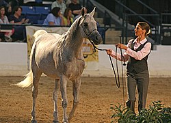 Cheval gris truité présenté en main en 2009.