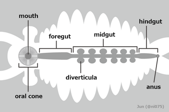 Radiodont (digestive system) ラディオドンタ類（消化系）