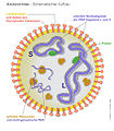 arenavirus genome