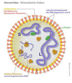 Esquema de arenavirus