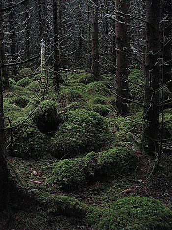 English: A dark forest Moss covered boulders i...
