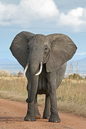 Elefantanvuiččed