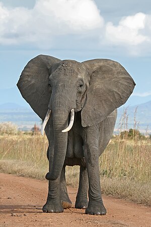 English: A female African Bush Elephant in Mik...