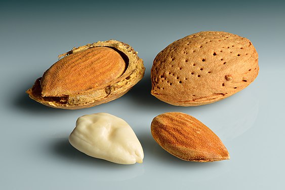 Almond fruit with seeds in various forms, created by Iifar and nominated by Bammesk.