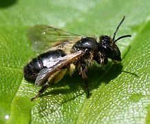 Andrena scotica