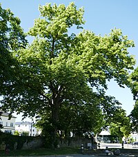 Linde vor dem Rathaus