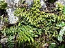 Lancetvormige streepvaren (Asplenium billotii)