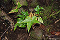 Asplenium hemionitis