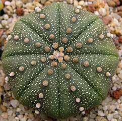 Astrophytum asterias (kaktusowate)