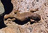 Атакама lizard1.jpg