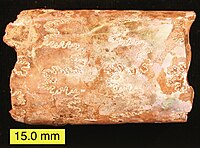 Sisa aragonit biogenik (pipih, cangkang berwarna pelangi) pada amonit Bakulit (Serpih Pierre, Periode Kapur Akhir, Dakota Selatan).