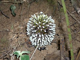 Balanophora fungosa