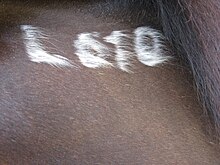 Sur l'encolure, à la base de ses crins, des poils blancs composent une série de lettres et des chiffres sur une robe foncée.