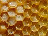 Tầng tổ ong chứa trứng và ấu trùng, kết dính bằng sáp ong