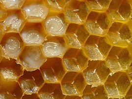 Alvéoles d’abeilles occupées par des larves et des œufs. Les alvéoles sont des cellules hexagonales construites en cire par les ouvrières pour stocker le miel, le pollen, les œufs ou les larves. Dans une ruche, les alvéoles remplies de miel constituent les rayons récoltés par les apiculteurs. (définition réelle 2 901 × 2 176)