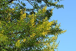 Flores da árvore de espinho de camelo