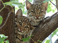 Cachorros de lince no norte de Texas, de entre 2-4 meses