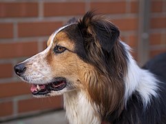 Border Collie senza peli