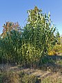 Arundo donax.