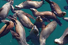 Californian Sea Lions (16141829839).jpg