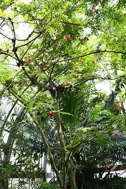 Calliandra haematocephala