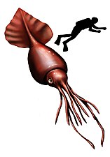 Colossal squid, the largest of all invertebrates[273]
