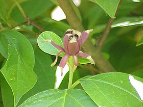 Calycanthus floridus