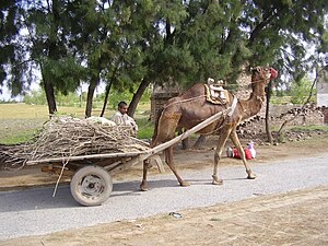 English: Camel cart used in the village of Pak...