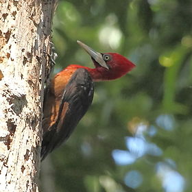 Campephilus rubricollis