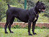 CaneCorso (23).jpg