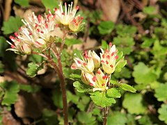 萼裂片は長卵形で先端は鋭形になり、花時に白色である。雄蕊は8個あり、裂開直前の葯は暗紅色になる。 京都府京都市 2021年3月下旬