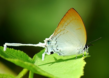 Ventral view